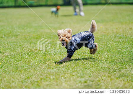 Toy poodle running in the field Toy poodle running in the field 135085923