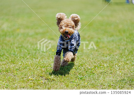 Toy poodle running in the field Toy poodle running in the field 135085924