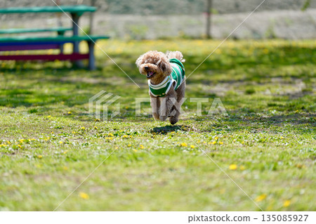 Toy poodle running in the field 135085927