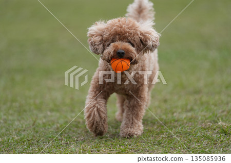 Toy poodle running with a ball in its mouth Toy poodle running with a ball in its mouth 135085936