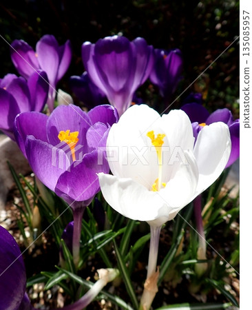 Crocus Crocus 135085957