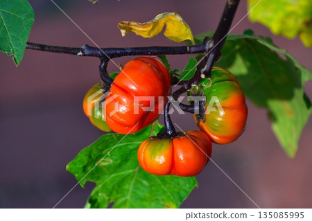 茄屬南瓜 茄屬南瓜 135085995