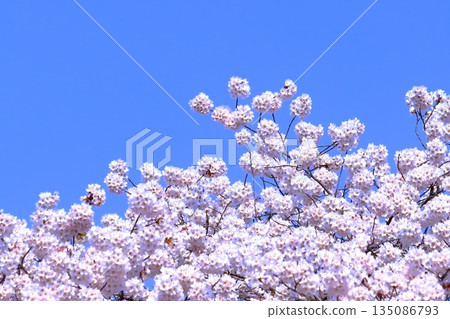 Somei Yoshino cherry blossoms in full bloom against the clear blue sky 135086793