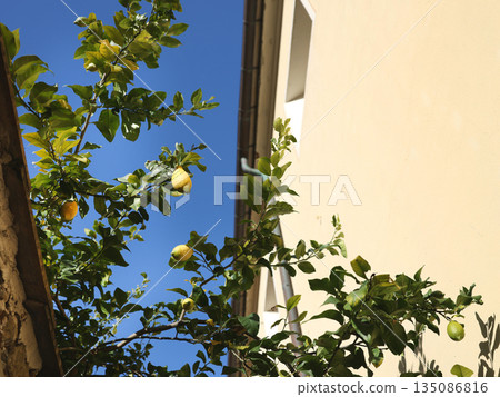 Lemons on tree near house on sunny day. Nature in mountains of Italy, Cinque Terre. Monterosso and background for design.  135086816