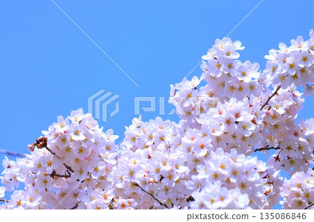 在湛藍的天空中閃耀的櫻花 135086846