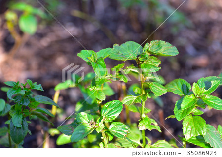 Cologne Mint Cologne Mint 135086923