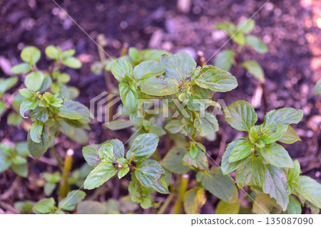 古龍薄荷 135087090