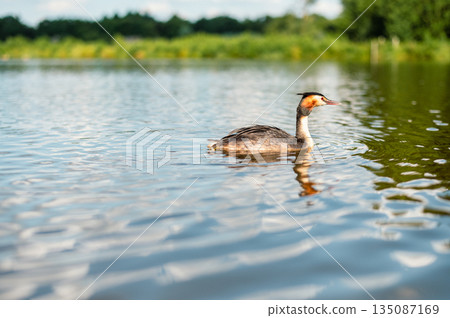 Peaceful scene of ducks gliding across the calm waters of a serene lake. Peaceful scene of ducks gliding across the calm waters of a serene lake. 135087169