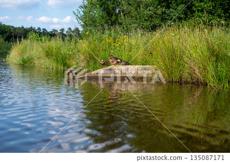 Peaceful scene of ducks gliding across the calm waters of a serene lake. 135087171