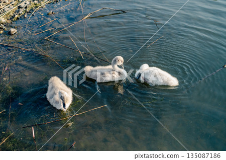A graceful young cygnet glides peacefully across the calm waters of a serene lake. 135087186