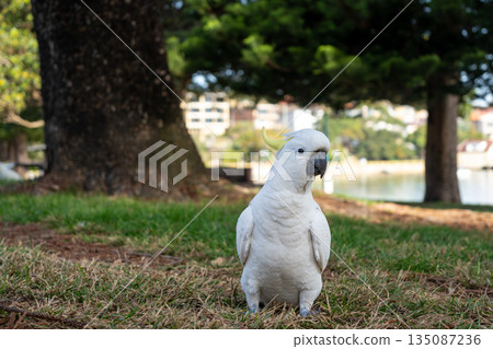 Sulphur-crested cockatoo foraging in a park in Manly, Sydney, Australia Sulphur-crested cockatoo foraging in a park in Manly, Sydney, Australia 135087236