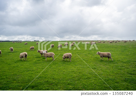 Grazing sheep in a green field near Twelve Apostles, Great Ocean Road, Australia 135087240