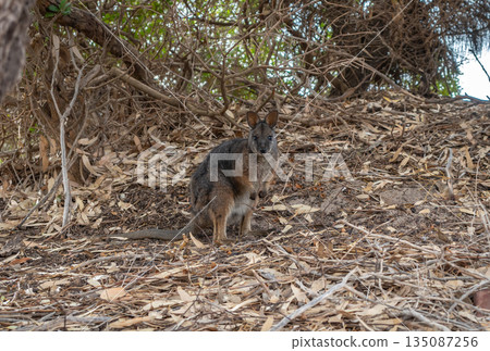 Wallaby standing on forest floor among dry leaves on Kangaroo Island Wallaby standing on forest floor among dry leaves on Kangaroo Island 135087256
