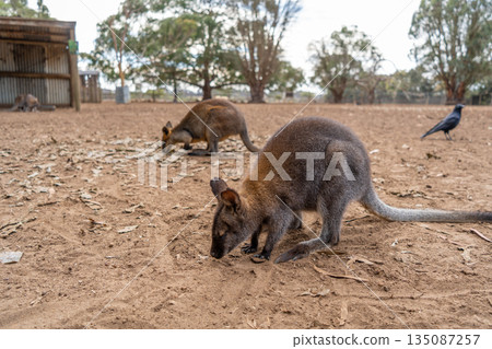 Group of wallabies standing together on Kangaroo Island, Australia Group of wallabies standing together on Kangaroo Island, Australia 135087257