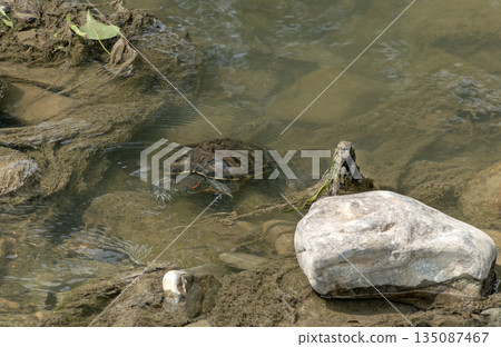 Red-eared slider turtle swimming in a freshwater lake, representing wildlife, nature and aquatic life in a natural outdoor environment Red-eared slider turtle swimming in a freshwater lake, representing wildlife, nature and aquatic life in a natural outdoor environment 135087467
