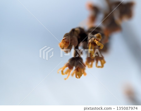 Witch hazel flowers beginning to bloom in the cold of February Witch hazel flowers beginning to bloom in the cold of February 135087974