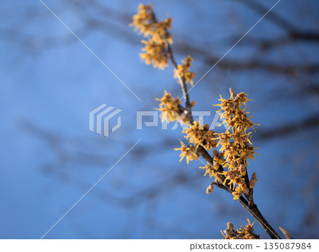 Witch hazel flowers beginning to bloom in the cold of February Witch hazel flowers beginning to bloom in the cold of February 135087984