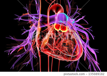 Pulmonary valve, 3D illustration 135089182