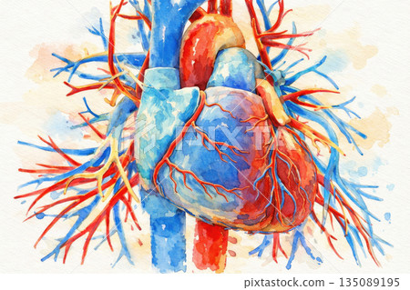 Human heart anatomy, 3D illustration 135089195