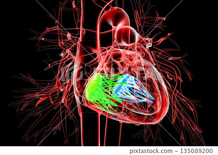 Tricuspid and mitral valves, 3D illustration Tricuspid and mitral valves, 3D illustration 135089200