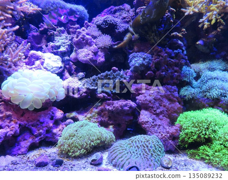Colored corals 135089232
