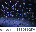 許多漂浮的水母 135089250