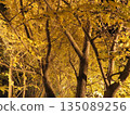 垂海千本銀杏園的金色樹木 135089256