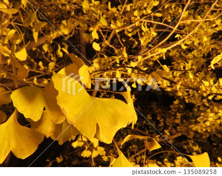 Tarumi Senbon Ginkgo leaves shining golden when illuminated 135089258