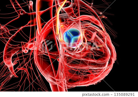 Heart with aortic valve highlighted in blue, 3D illustration. 135089291
