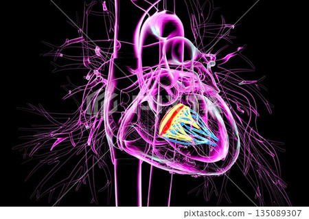 Mitral valve, 3D illustration Mitral valve, 3D illustration 135089307