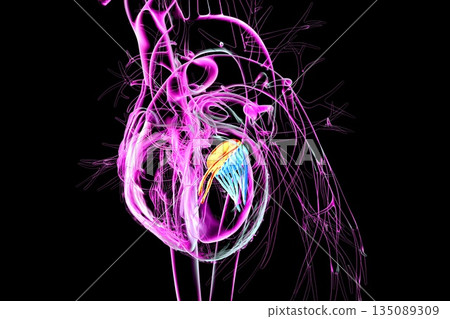 Mitral valve, 3D illustration 135089309