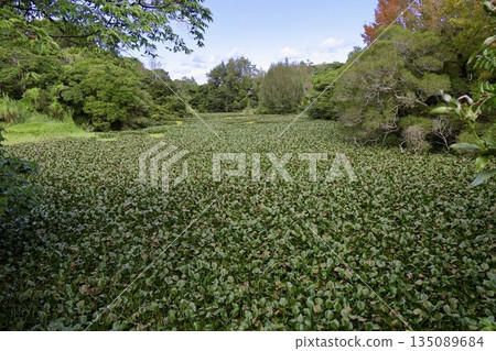 Amazonian dogwood spreading across the pond Amazonian dogwood spreading across the pond 135089684