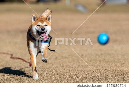 Shiba Inu behind the ball 135089714