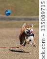 Shiba Inu behind the ball 135089715