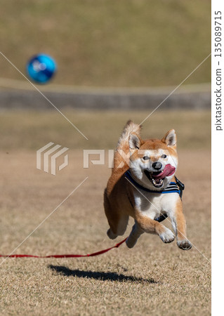 Shiba Inu在球後面 135089715