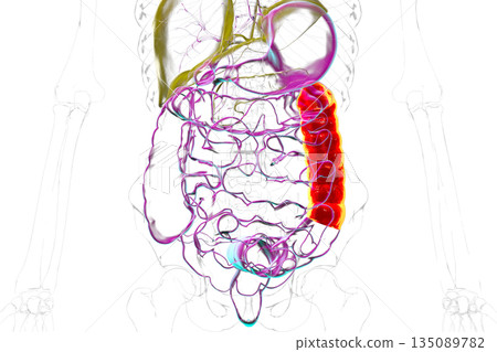 Human digestive system with highlighted descending colon, 3D illustration 135089782