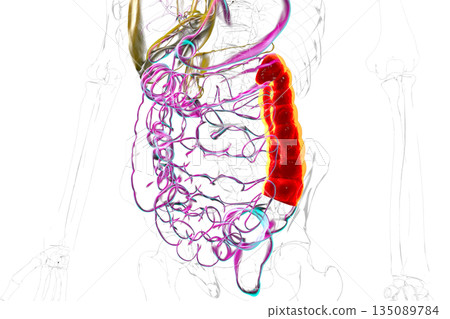 Human digestive system with highlighted descending colon, 3D illustration Human digestive system with highlighted descending colon, 3D illustration 135089784