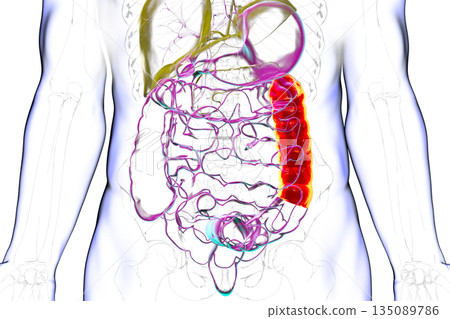 Human digestive system with highlighted descending colon, 3D illustration 135089786