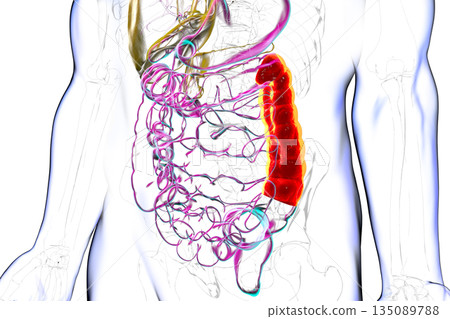 Human digestive system with highlighted descending colon, 3D illustration Human digestive system with highlighted descending colon, 3D illustration 135089788