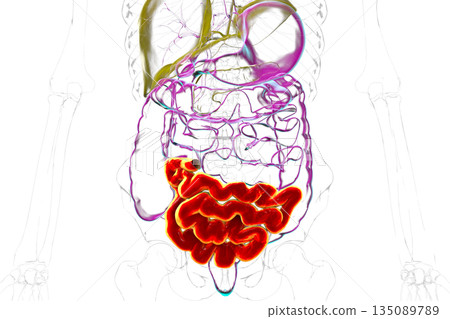 Ileum, 3D illustration Ileum, 3D illustration 135089789