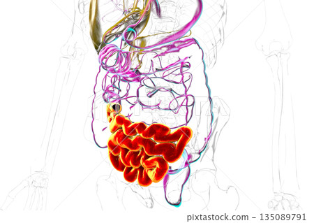 Ileum, 3D illustration Ileum, 3D illustration 135089791