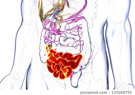 Ileum, 3D illustration Ileum, 3D illustration 135089795