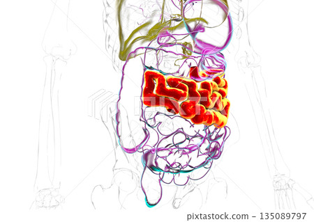 Jejunum, 3D illustration Jejunum, 3D illustration 135089797