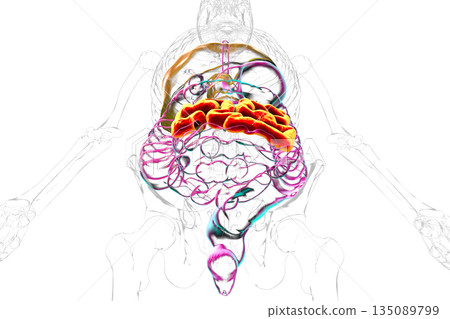 Jejunum, 3D illustration 135089799