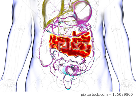 Jejunum, 3D illustration Jejunum, 3D illustration 135089800