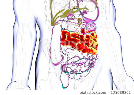 Jejunum, 3D illustration Jejunum, 3D illustration 135089801
