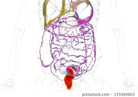 Rectum, 3D illustration 135089803