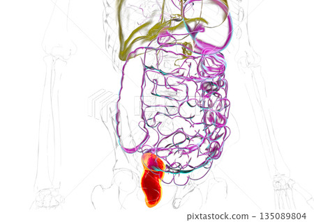 Rectum, 3D illustration 135089804