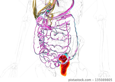 Rectum, 3D illustration 135089805