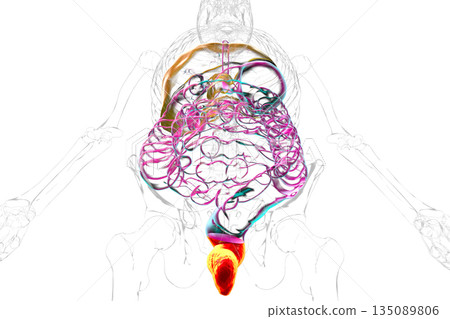 Rectum, 3D illustration 135089806